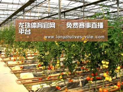 种植基地二(图1)